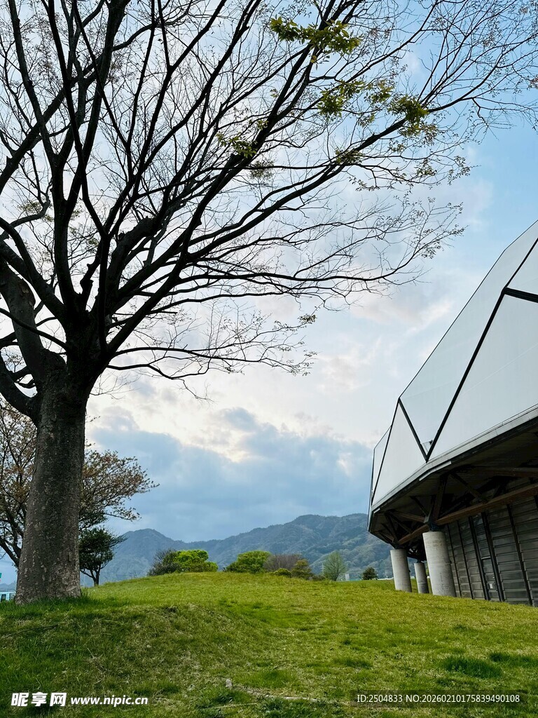 草地旁的树与现代建筑