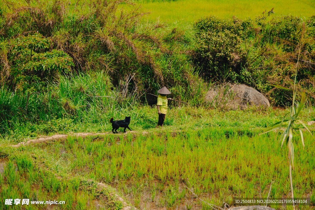 田野间一人一犬漫步