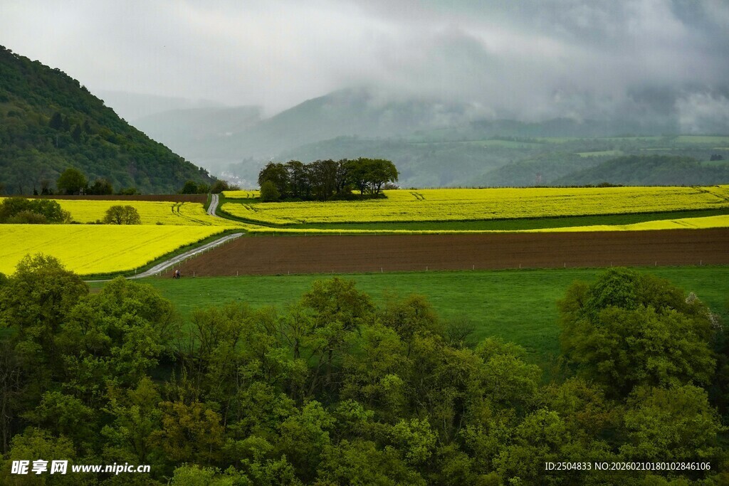 山间油菜田与葱郁树林
