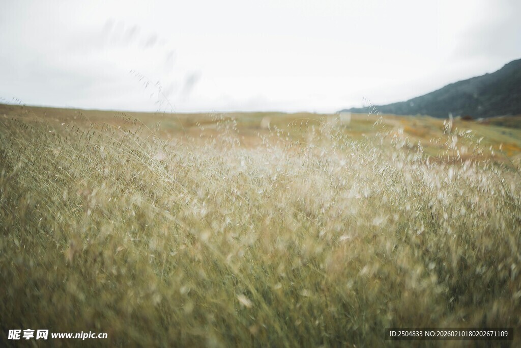 广袤绿野中的自然景致