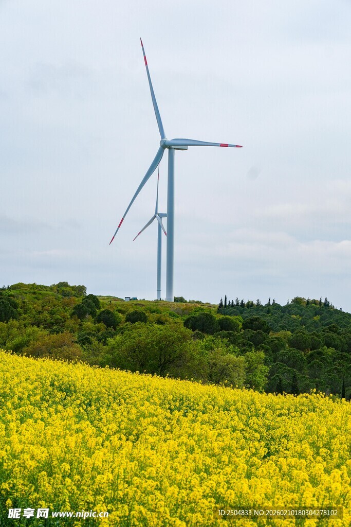 油菜花海中的风力发电机