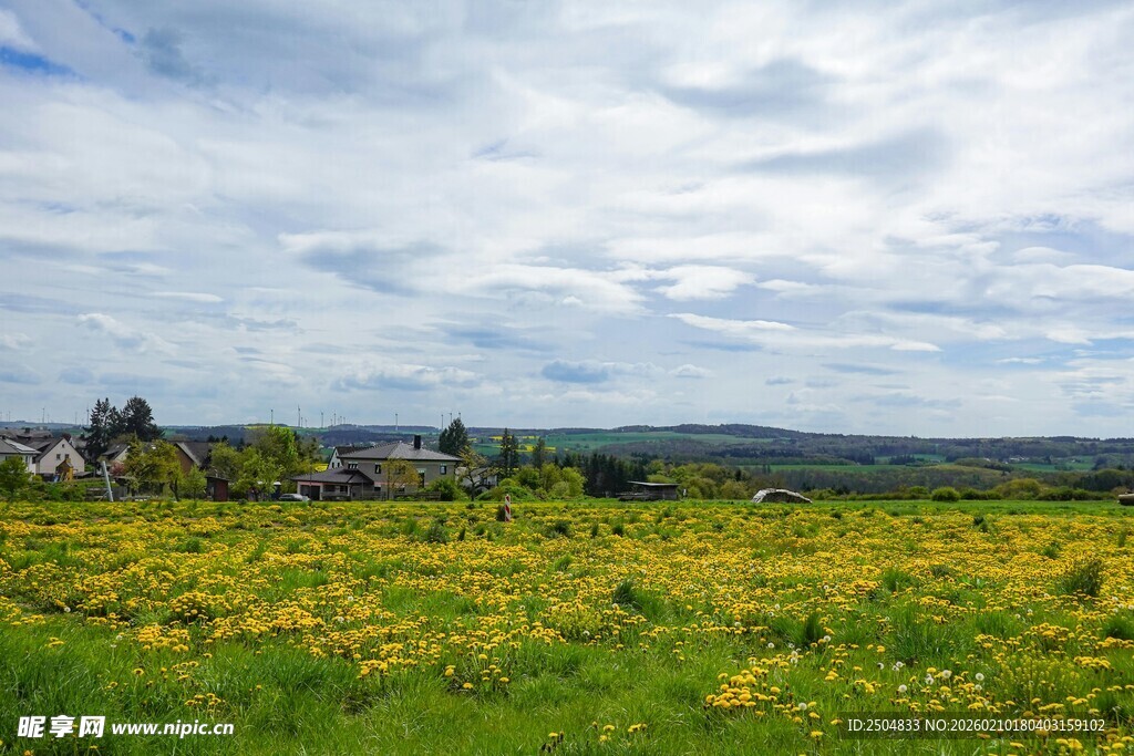 田野间的灿烂黄花
