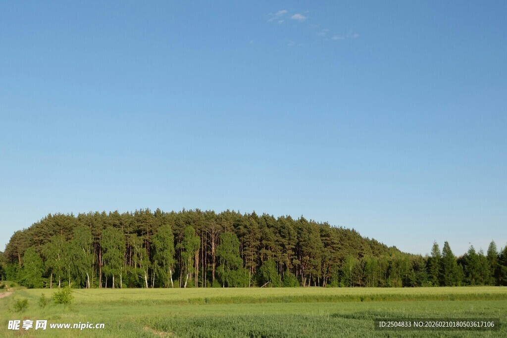 广袤草原边的葱郁树林