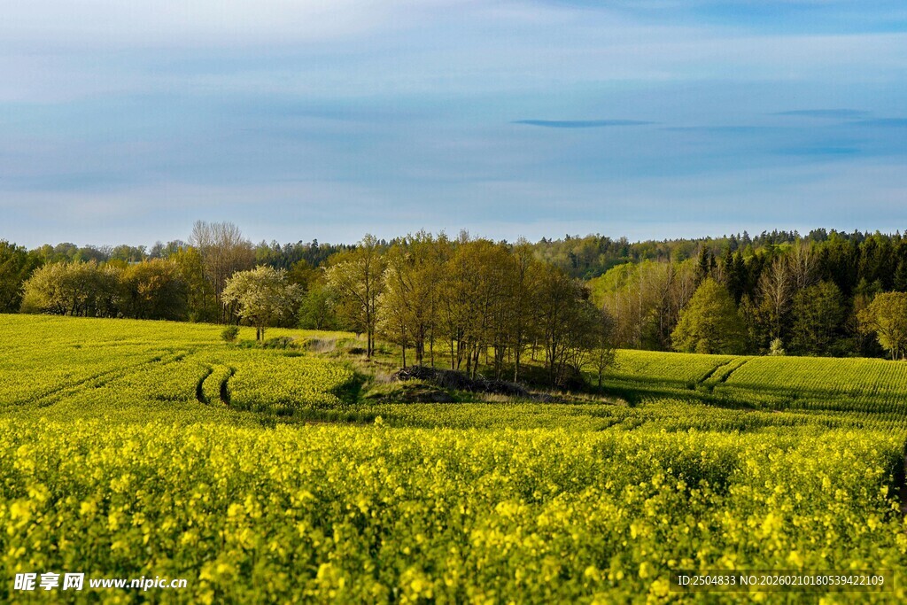 春日金黄花海田园风光