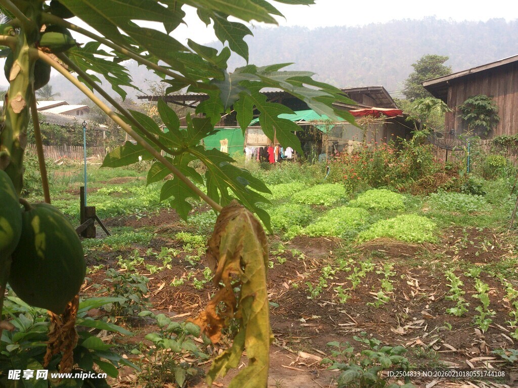 乡村菜园景象