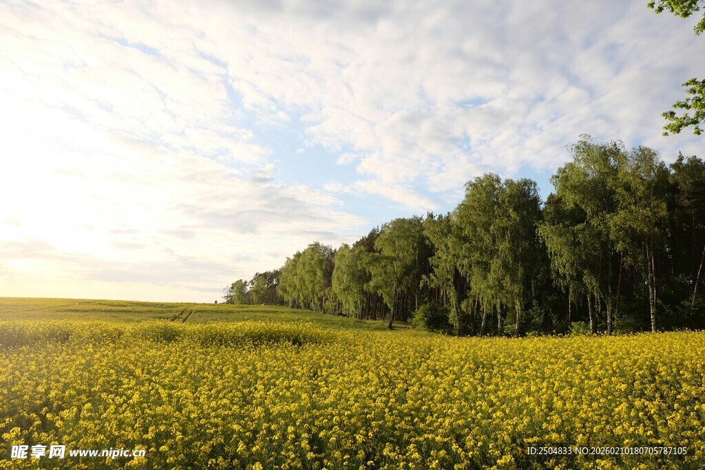 金黄田野与葱郁树木景观