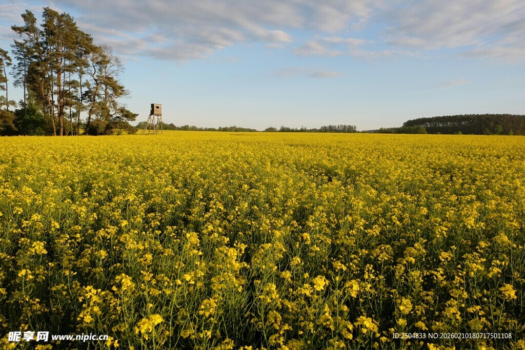 金黄油菜花田的美丽风光