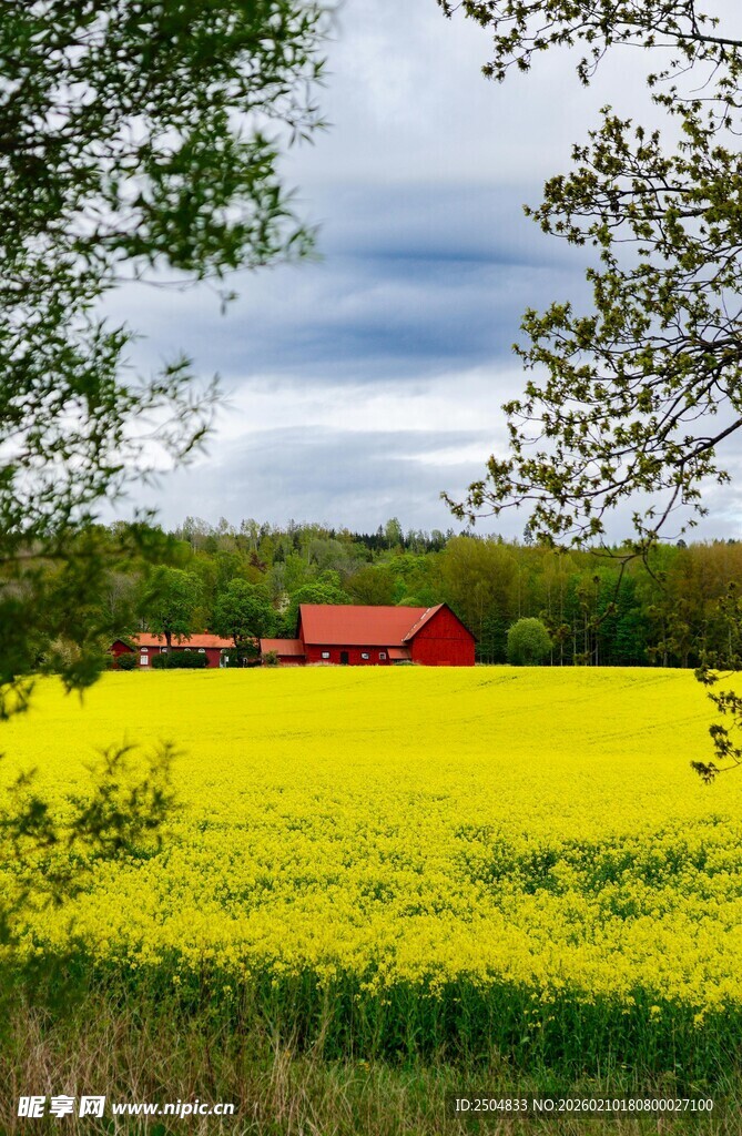 金黄油菜田旁的红顶农舍