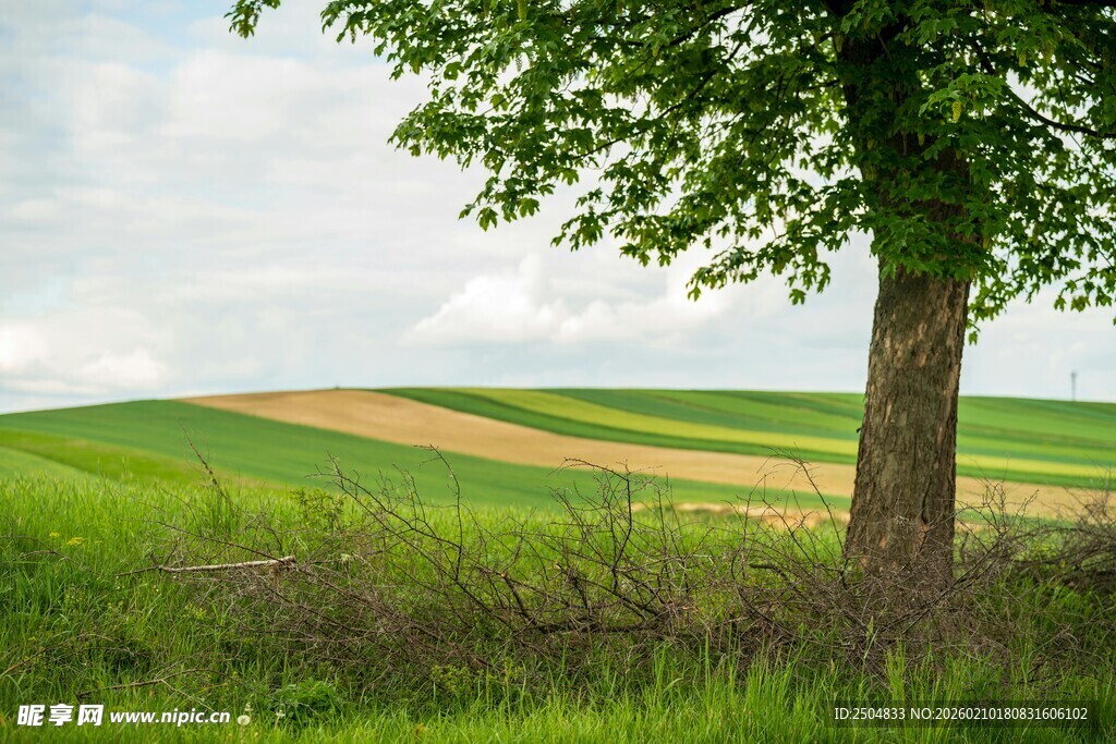 田野旁的绿树风景