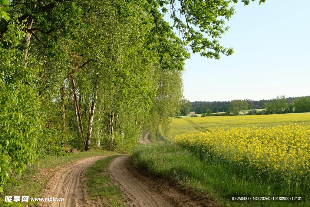 乡间小路旁的春日田园风光