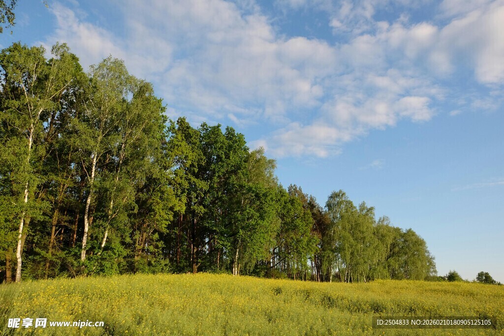 绿野树林间的晴朗风景