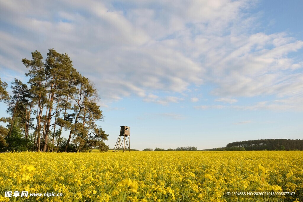 金黄油菜田与远处树木