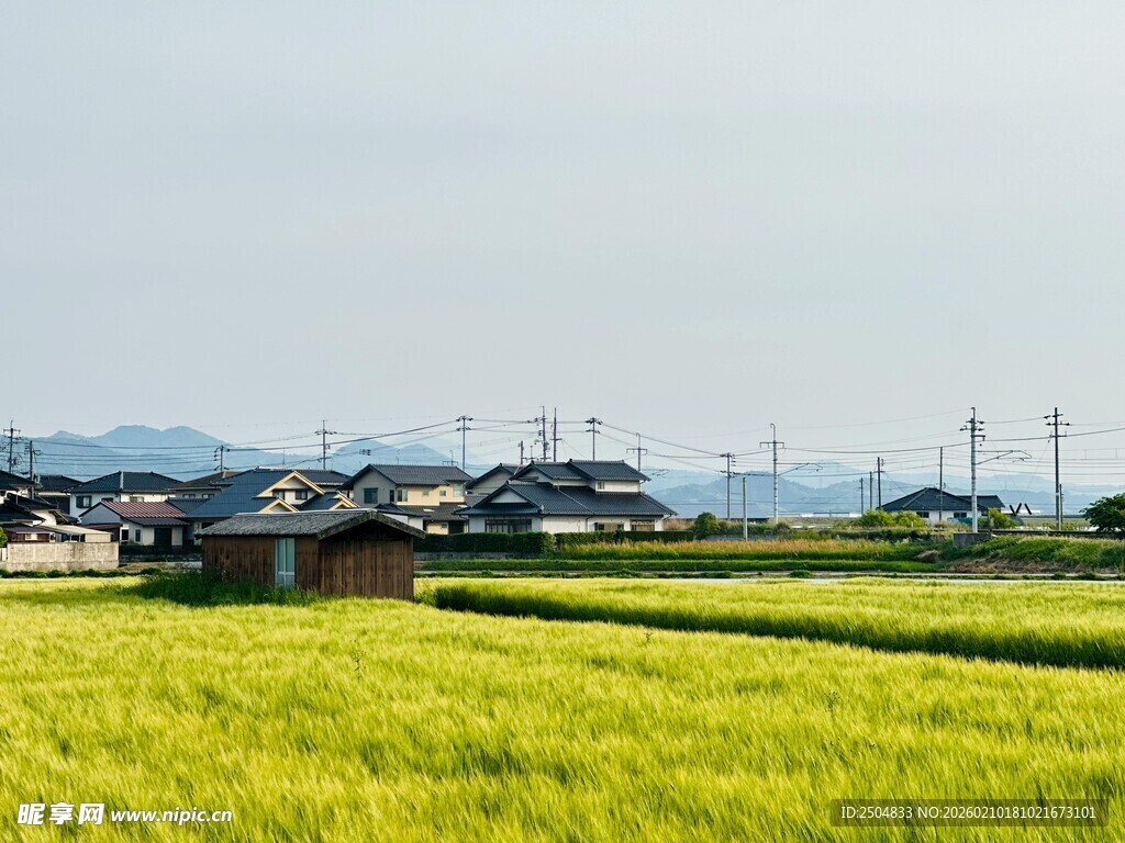 金黄田野与远方村落美景
