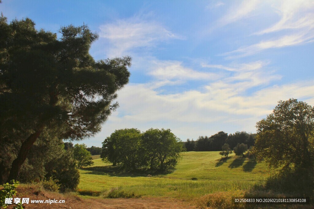 田园风光中的葱郁树林