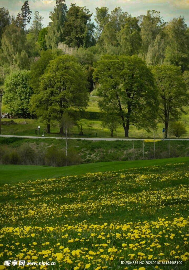 春日黄花绿地与树林景观