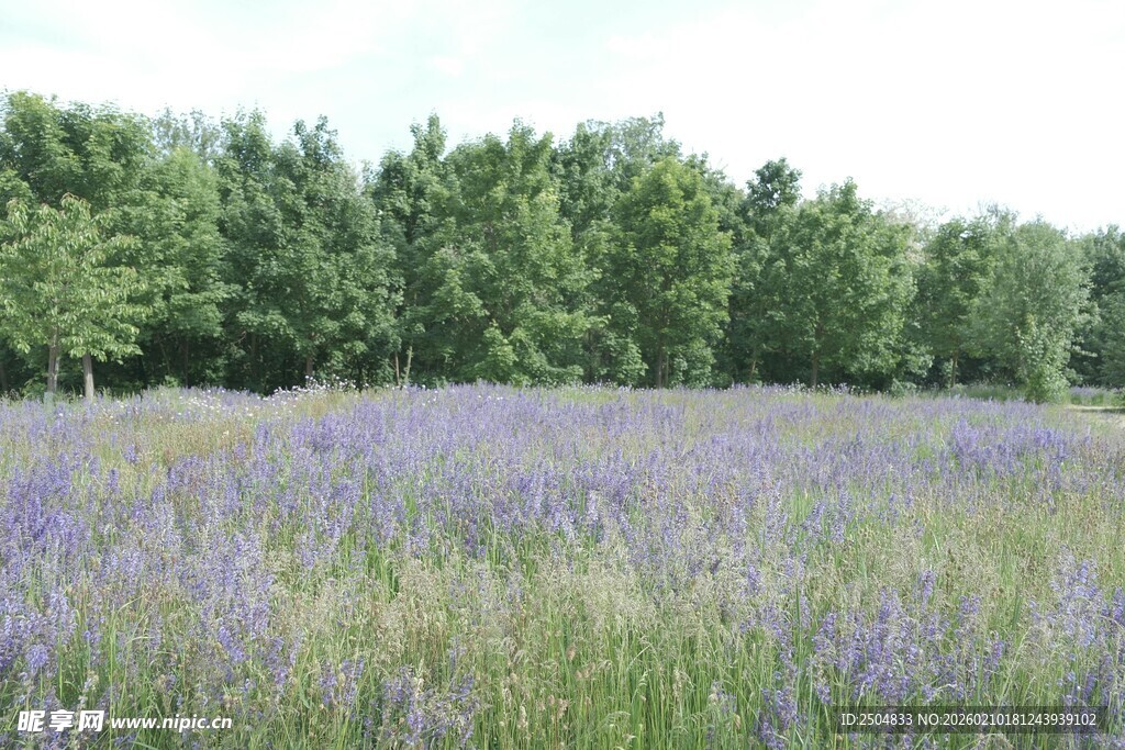 紫色花海与葱郁树林