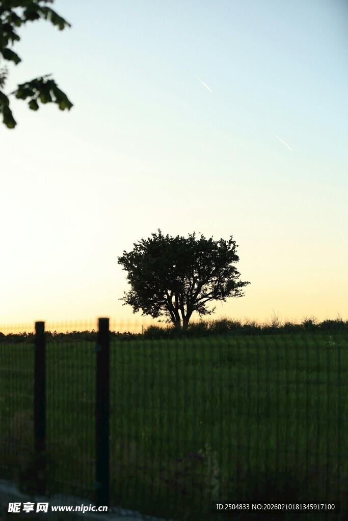 夕阳下的孤树与田野