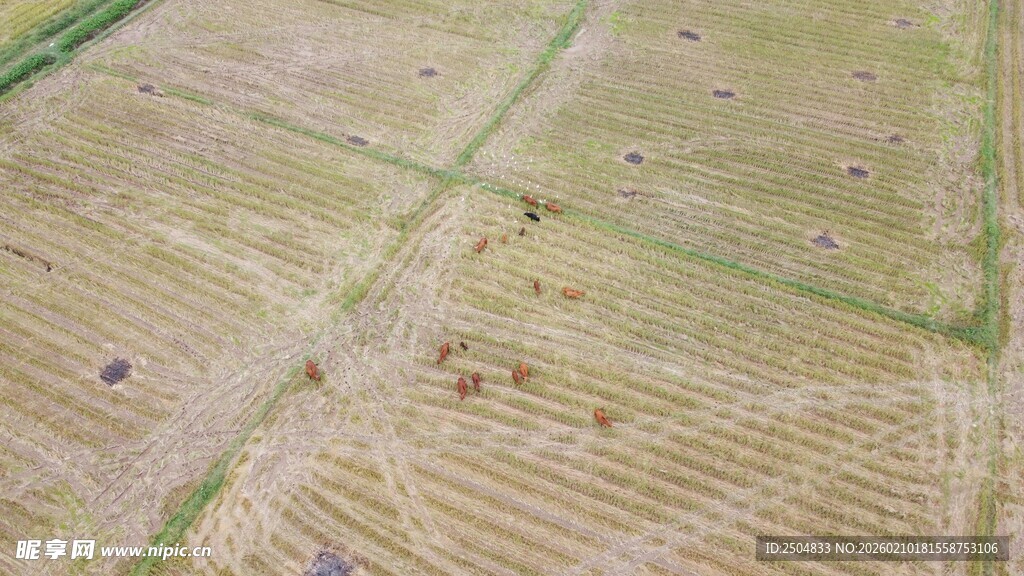 俯瞰金黄规整农田