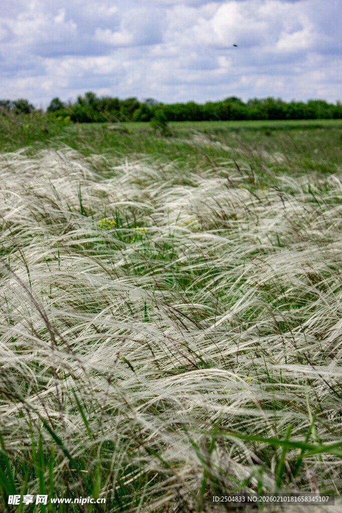 风吹草地现优美动态
