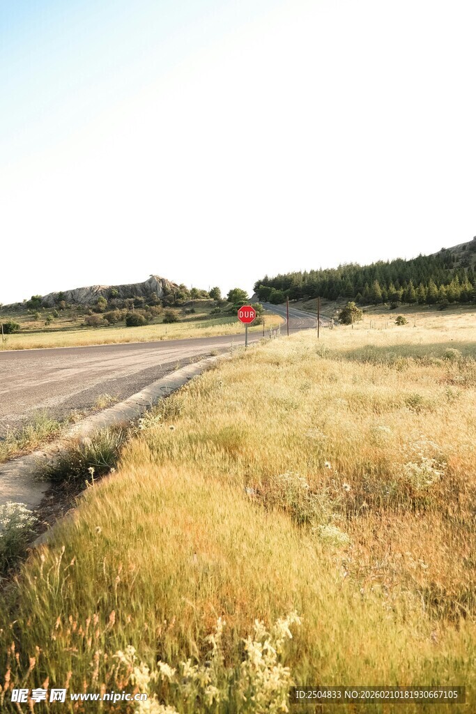 公路旁的金黄草地风景