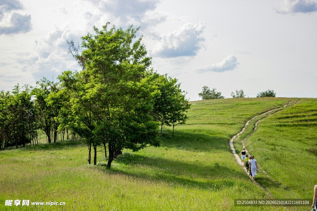 田园风光中的葱郁树木