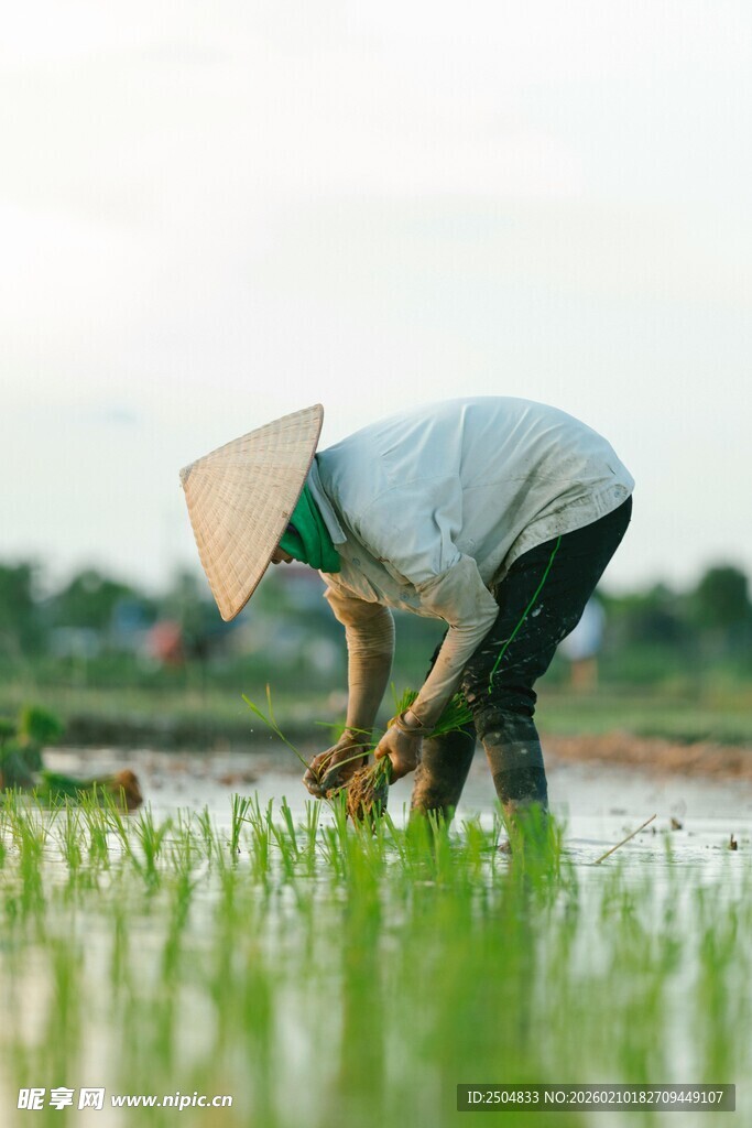 稻田里劳作的传统农人