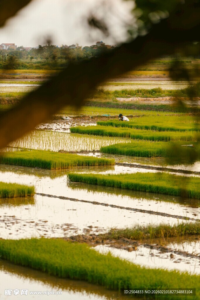 田园风光中的层层翠绿稻田