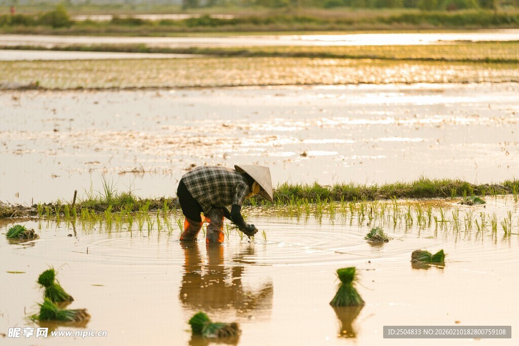 稻田插秧的辛勤劳动者