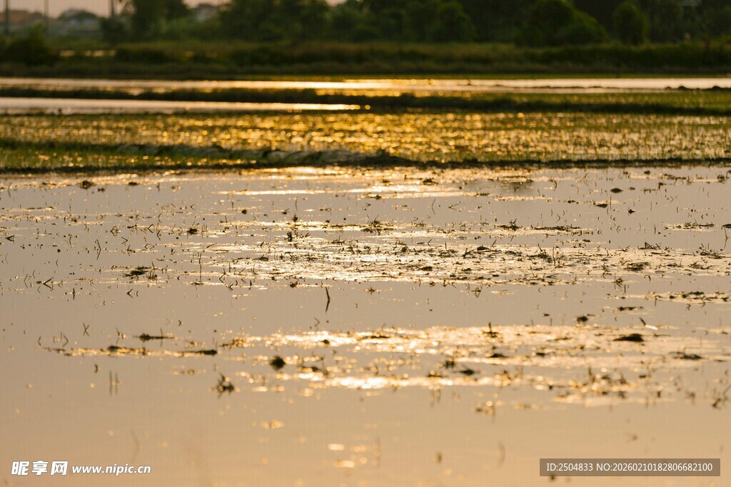 夕阳下的静谧水域景观