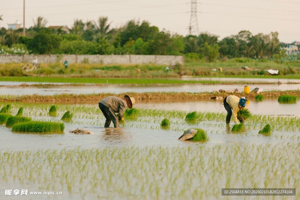 水田劳作的辛勤农民