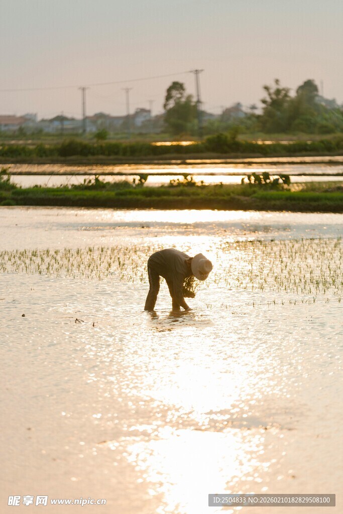 夕阳下稻田里劳作的身影