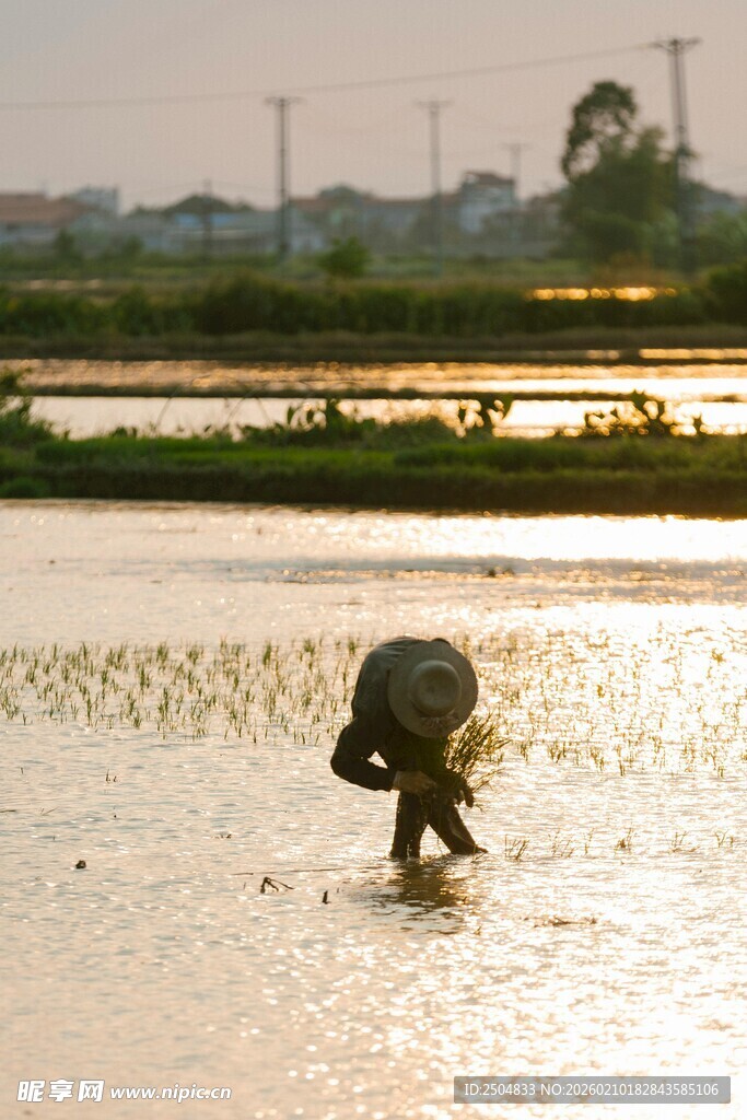 水田插秧的辛勤劳动者