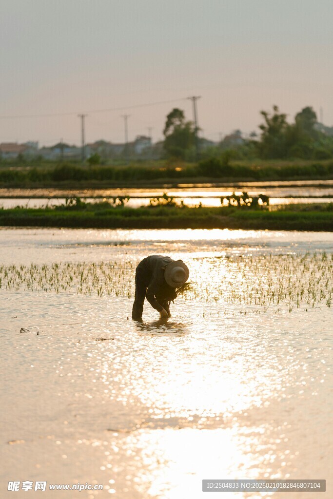夕阳下稻田里劳作的身影