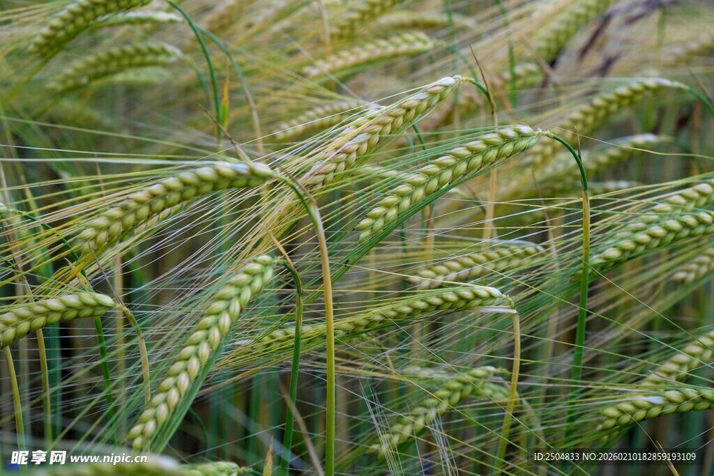 成熟麦田里的饱满麦穗