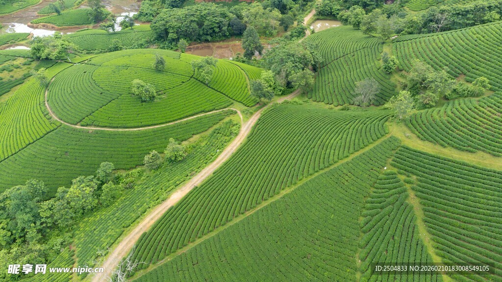 航拍绿意盎然的田园风光