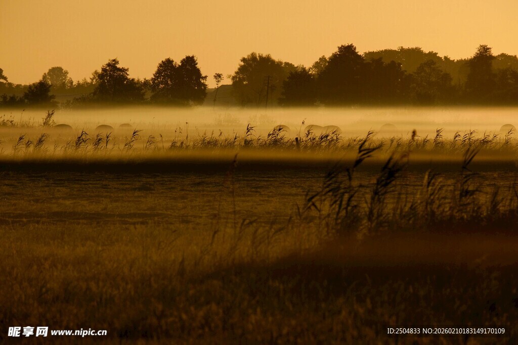 晨雾中的田野与飞鸟