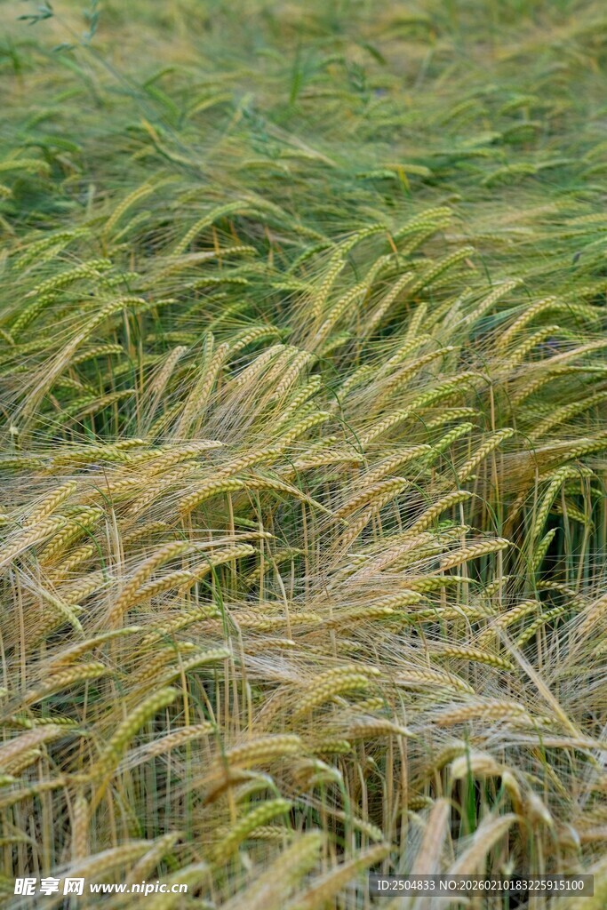 风吹麦浪 展现田园之美