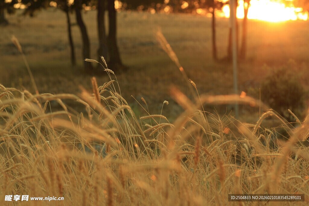 夕阳下的金黄草地