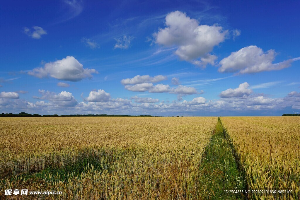 金黄麦田与蓝天的美丽景致