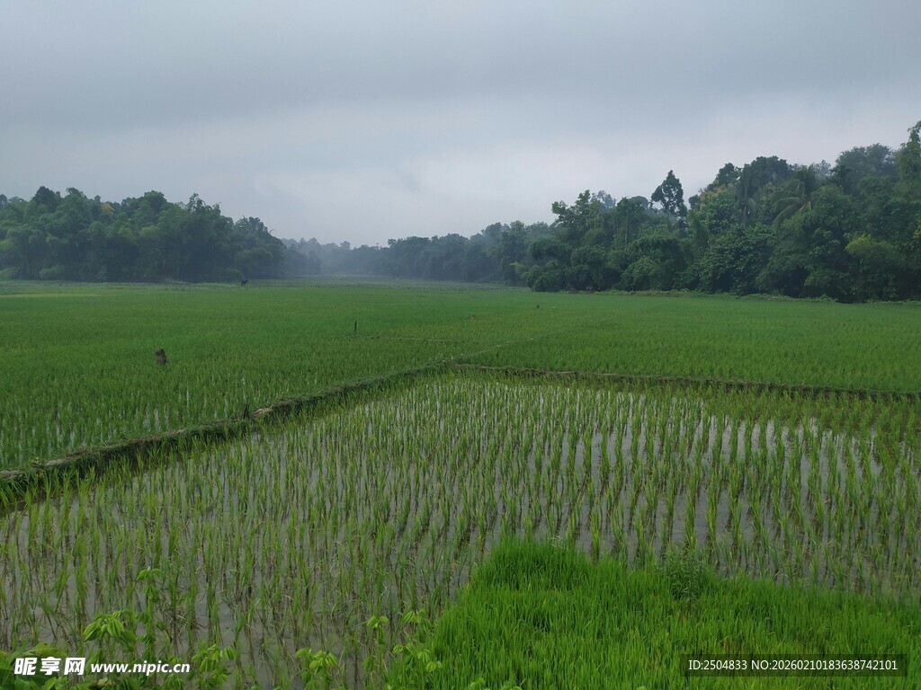 雨中葱郁的广袤稻田