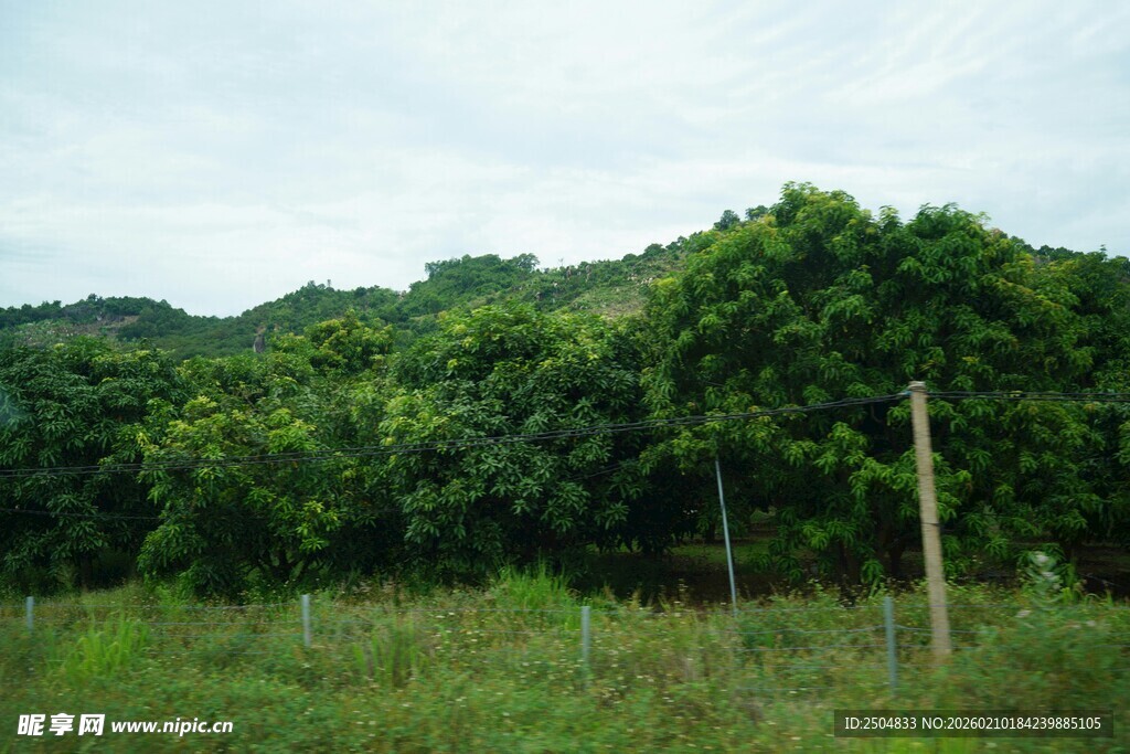 绿意盎然的田野树林景观