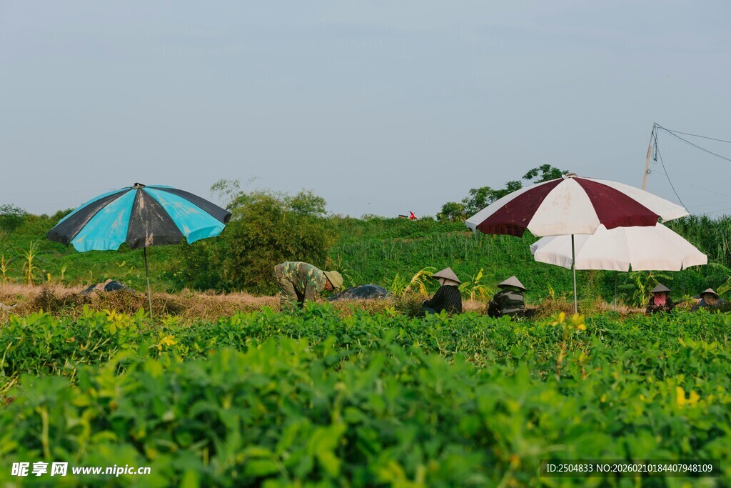 田野中的帐篷与遮阳伞