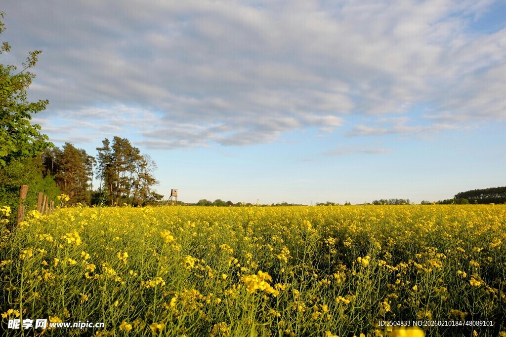 金黄花海与蓝天白云美景