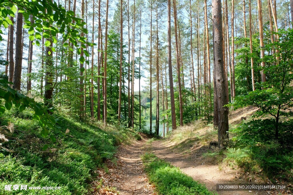 林间蜿蜒小径 绿意盎然