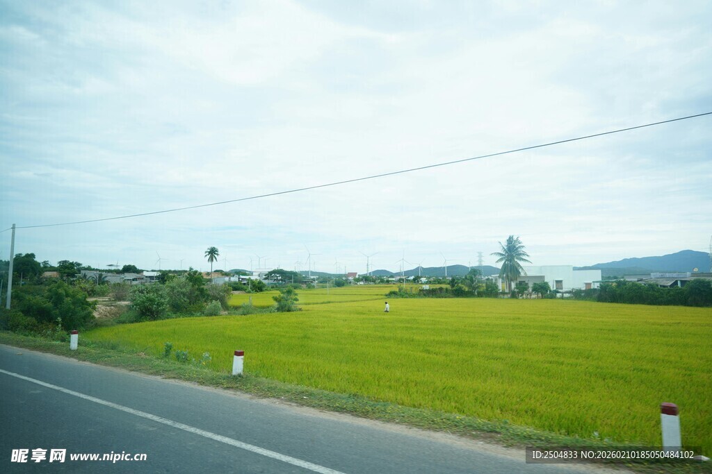 公路旁的翠绿田野风光
