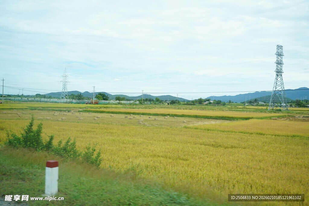 金黄稻田的田园风光