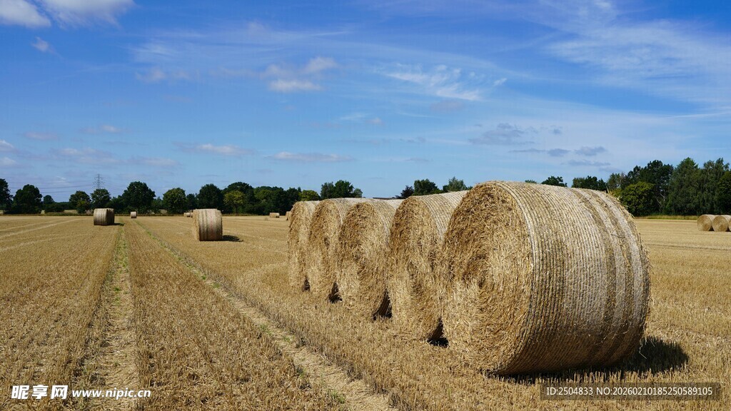 田野上的垛垛金黄干草