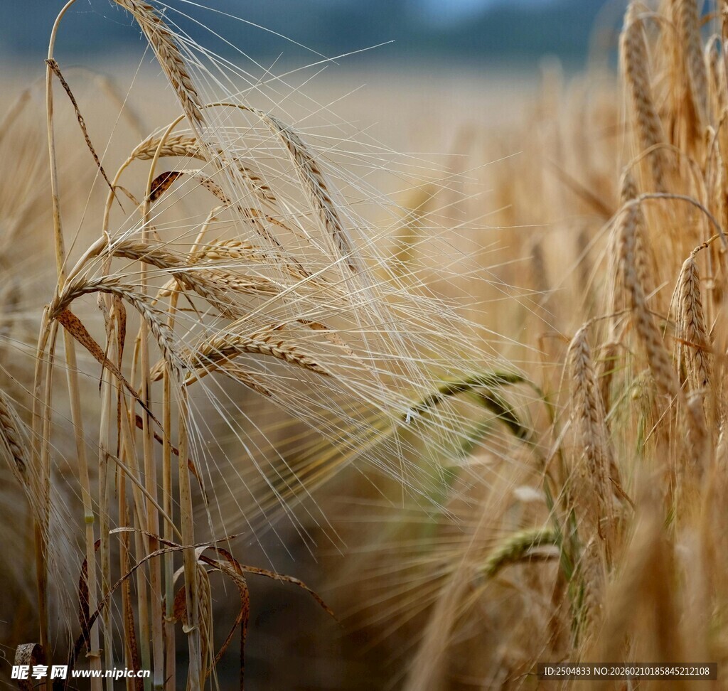 金黄麦田中的成熟麦穗