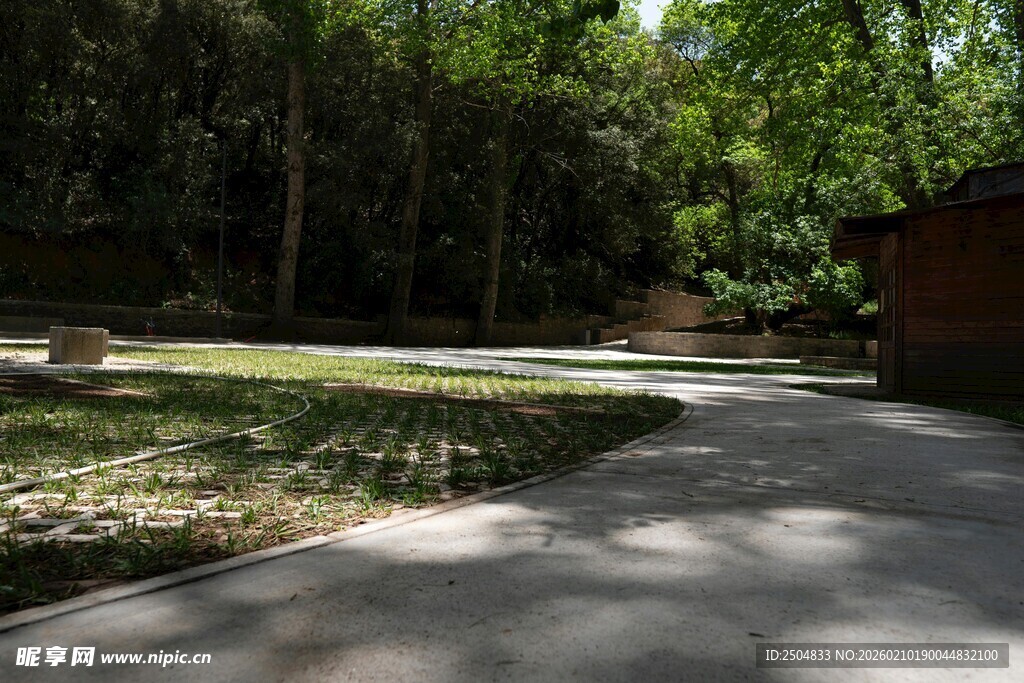 林间小径 静谧自然景致