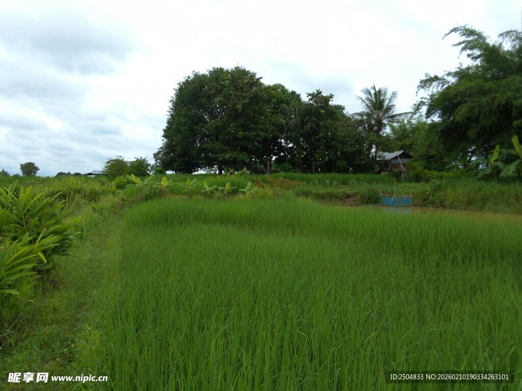 翠绿稻田与葱郁树木景观